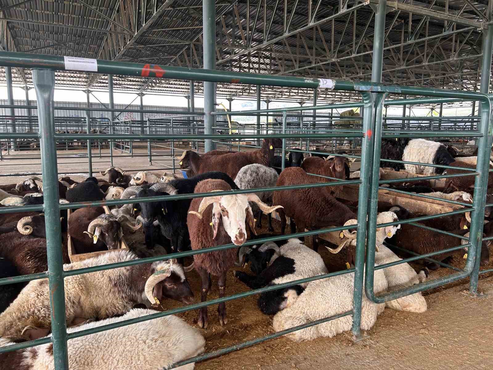 bayrama-sayili-gunler-kala-kurban-pazarinda-satislar-beklenenin-altinda-kaldi