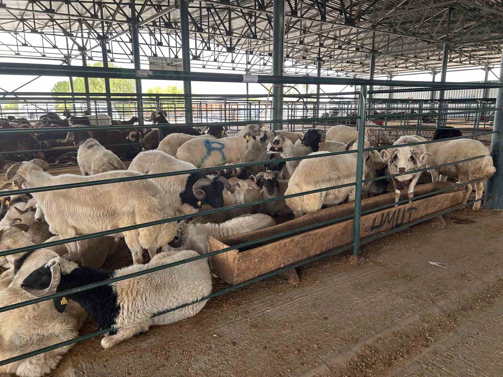 bayrama-sayili-gunler-kala-kurban-pazarinda-satislar-beklenenin-altinda-kaldi