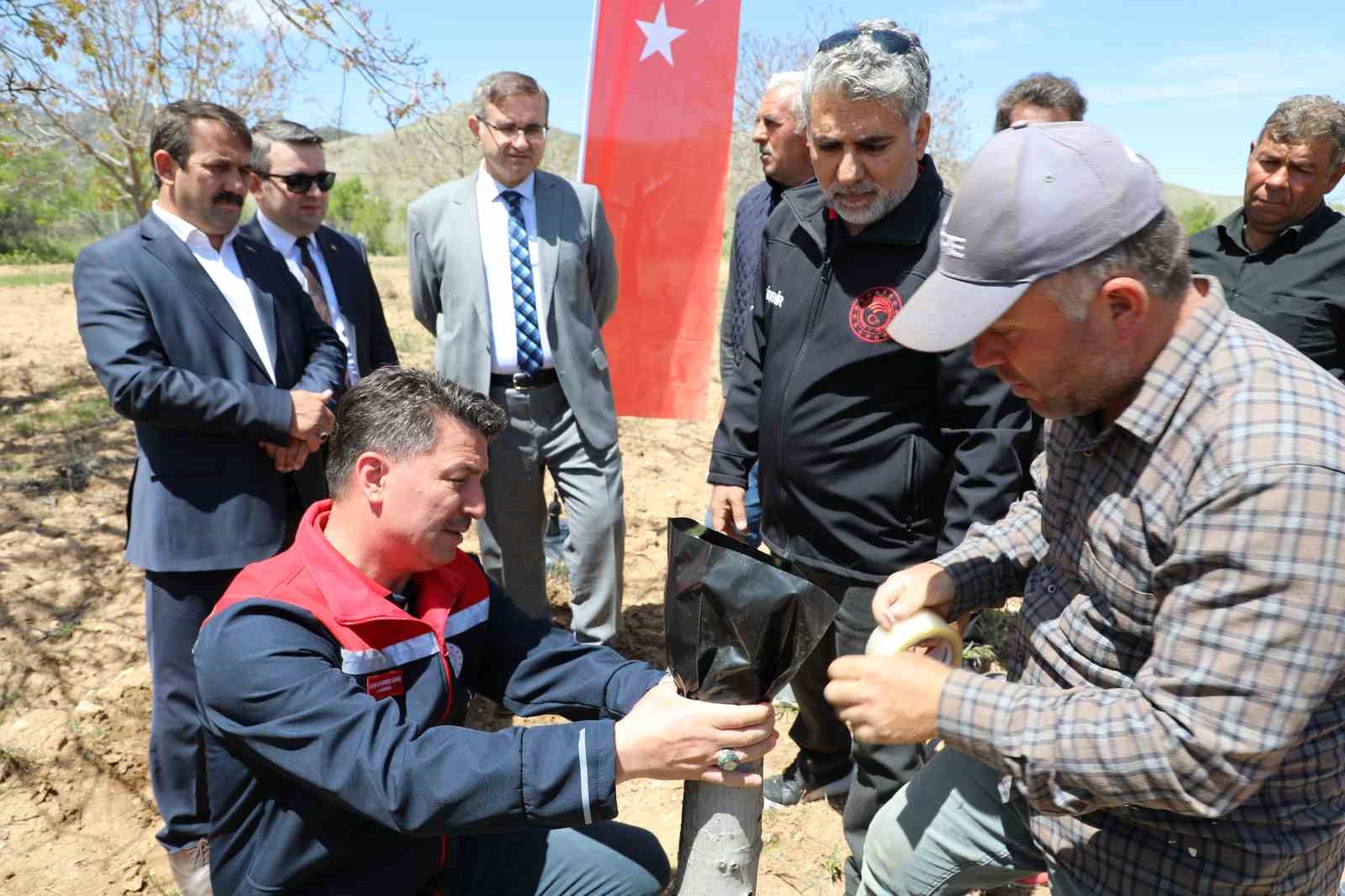 ceviz-uretiminde-verim-artisi-icin-gunyuzunde-asi-calismasi-baslatildi