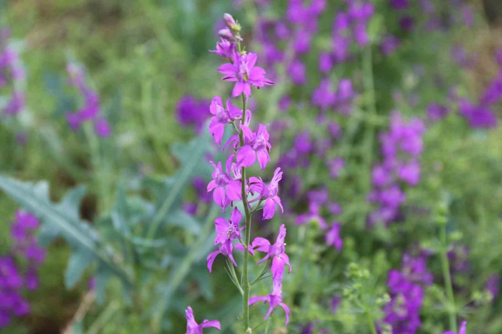 eskisehirde-sogut-otlari-gorsel-solen-olusturdu