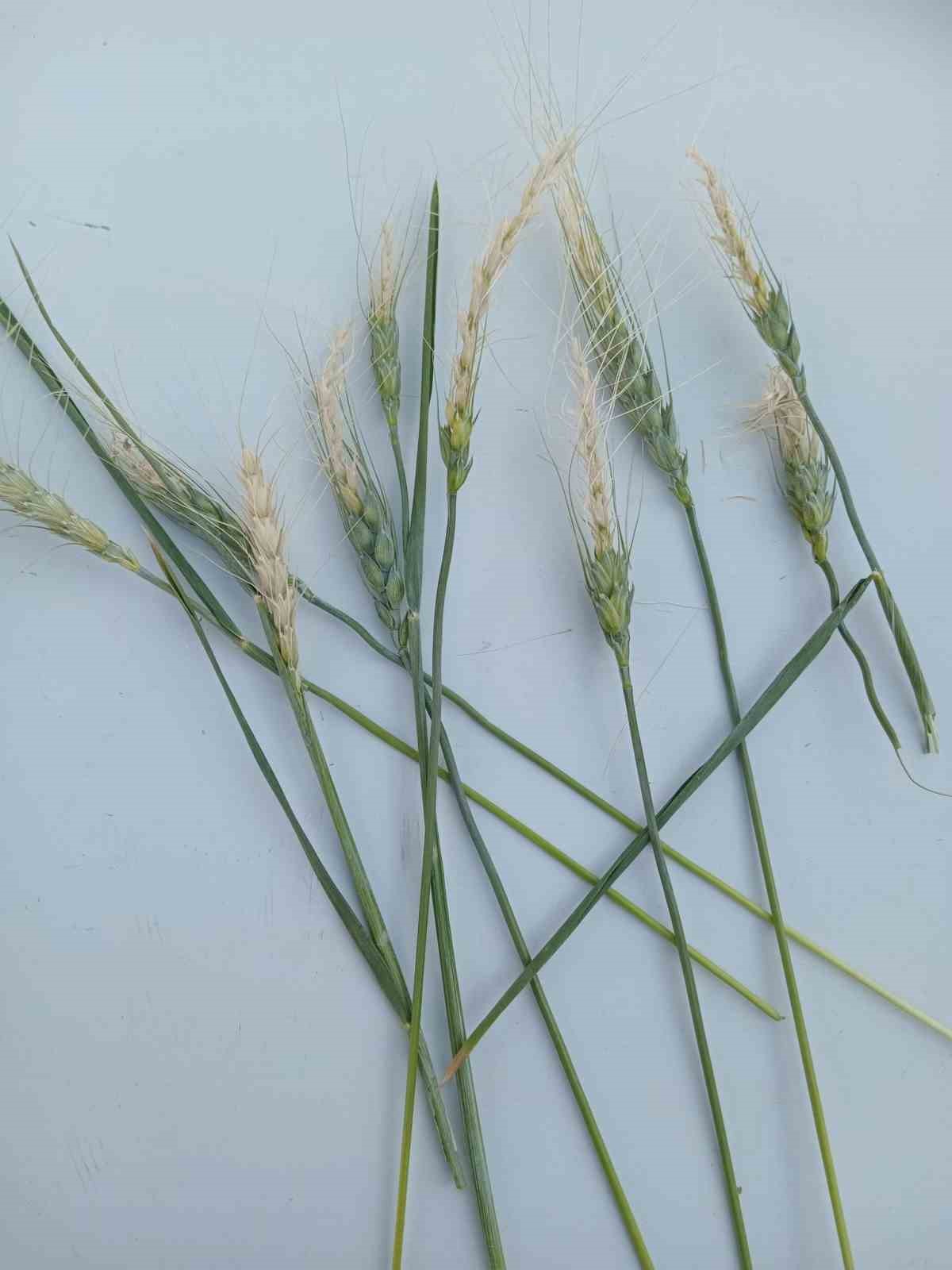 eskisehirde-zirai-don-bugday-ve-arpa-uretimini-vurdu