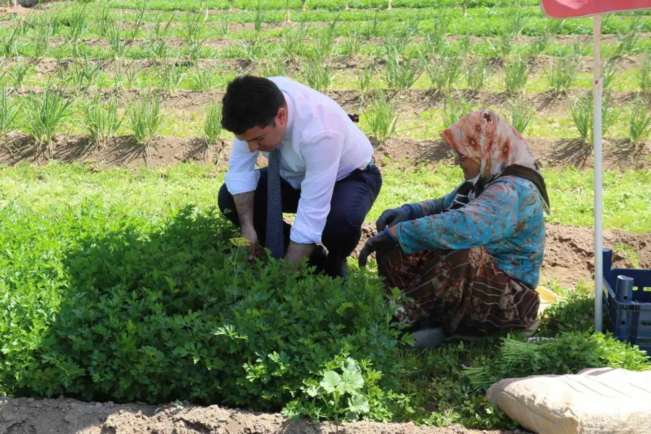 saricakaya-kaymakami-kollari-sivayip-hasat-icin-tarlaya-girdi