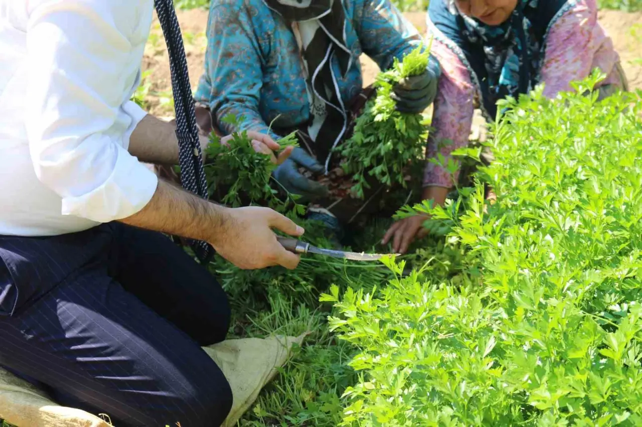 saricakaya-kaymakami-kollari-sivayip-hasat-icin-tarlaya-girdi