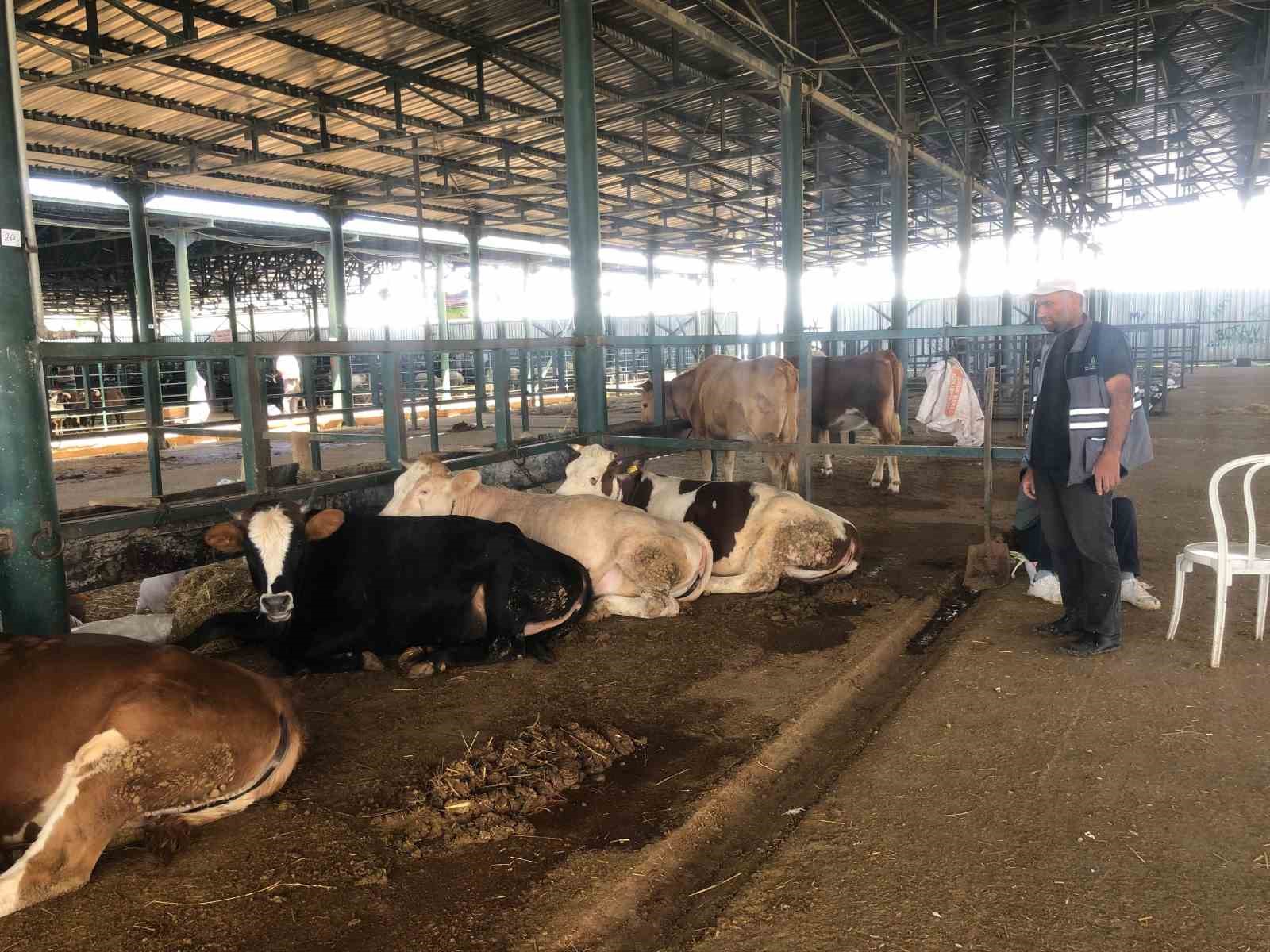 buyukbas-hayvanlar-kendi-maliyetlerini-cikarmiyor