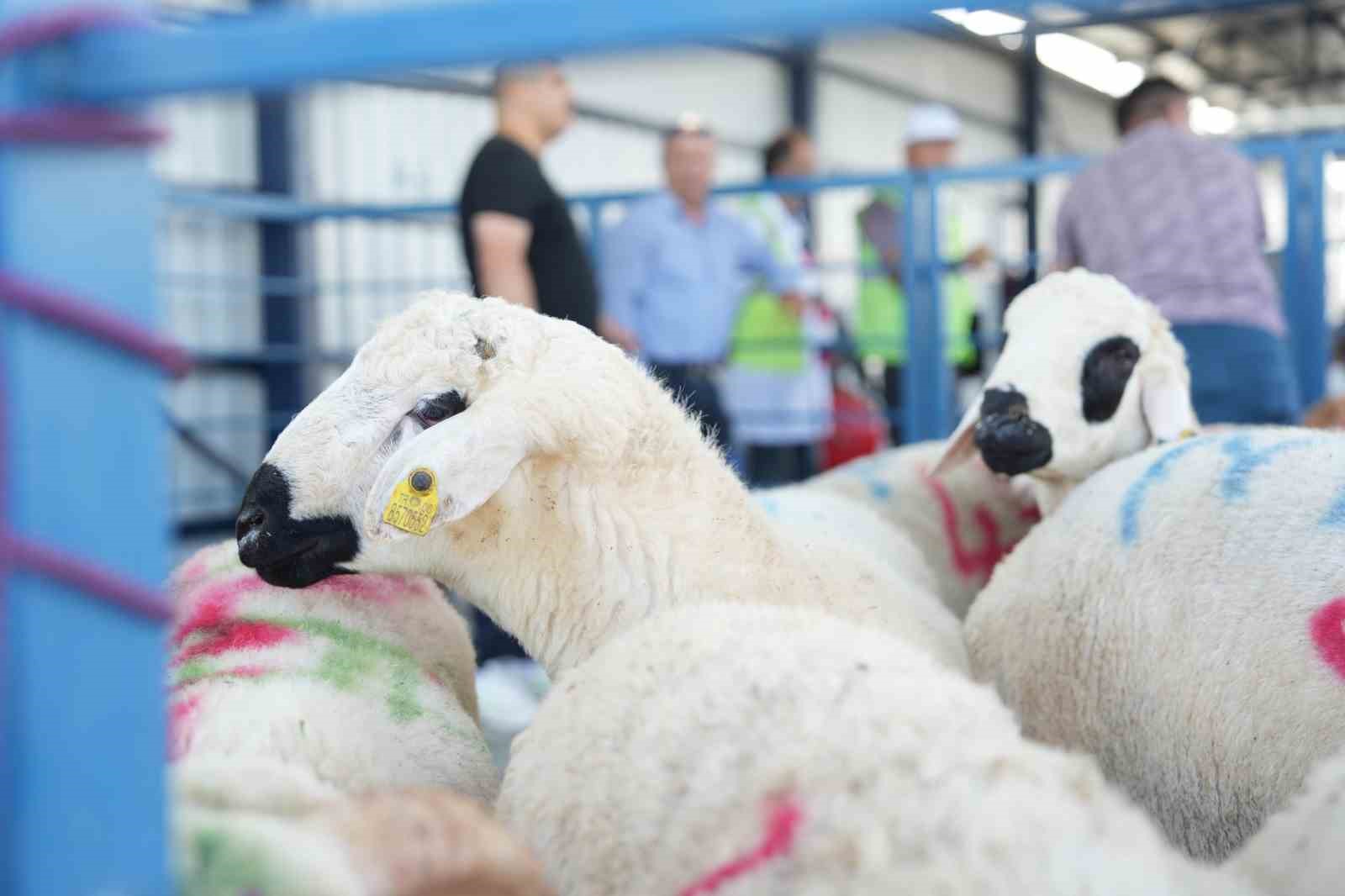 buyuksehir-hayvan-pazarinda-ilk-defa-kesim-hizmeti-sunuldu