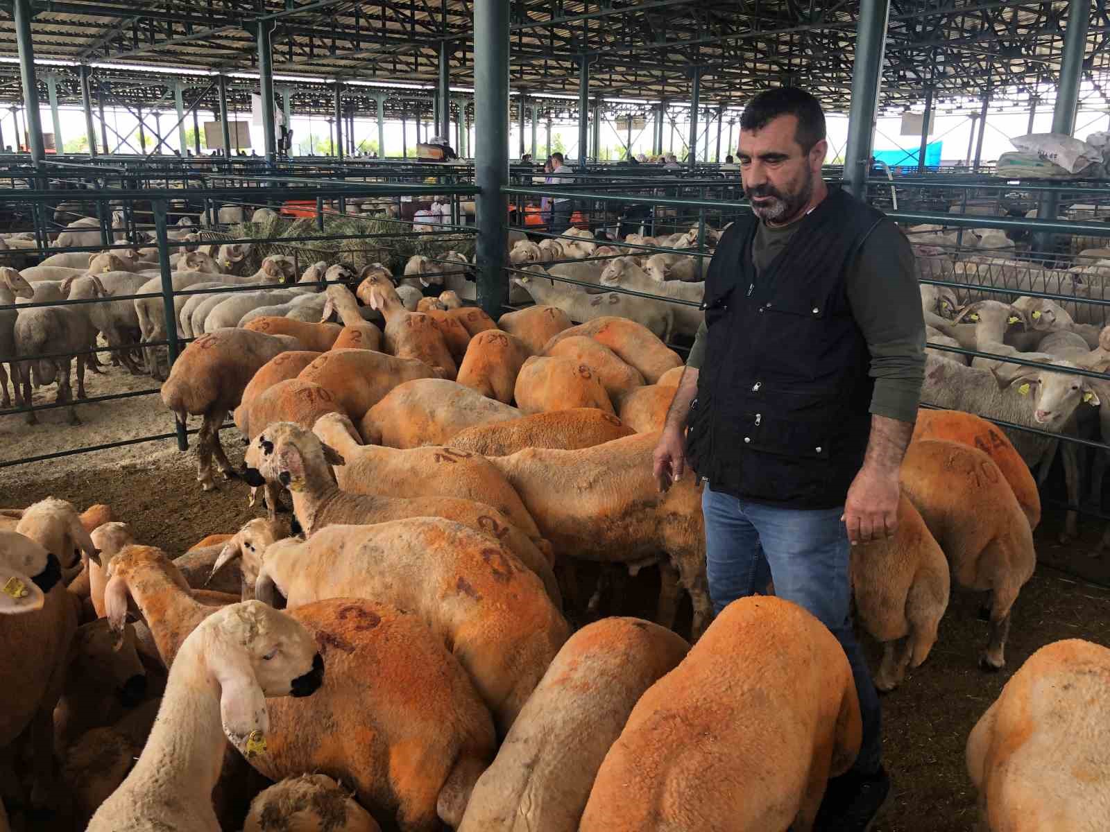 ozel-turuncu-renkli-sivas-kangal-kuzulari-hem-renkleri-hem-de-lezzetleriyle-dikkat-cekiyor