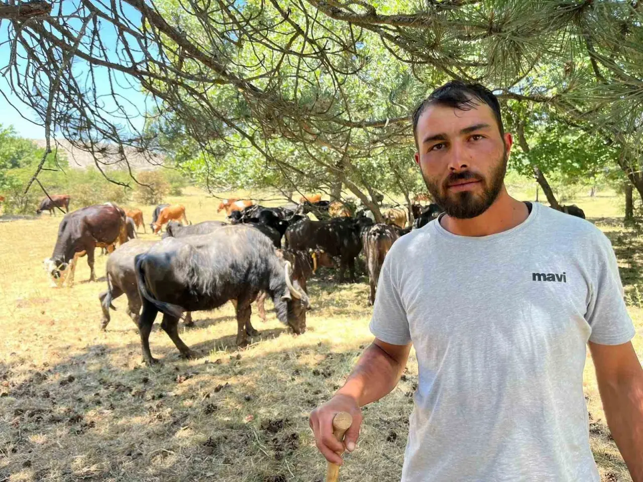 ozel-boynuzlari-kalp-seklinde-olan-manda-dikkat-cekiyor