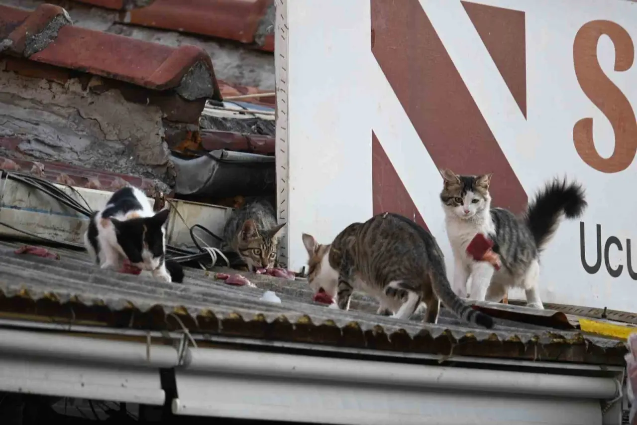 her-gun-merdivene-cikip-catidaki-kedileri-besliyor