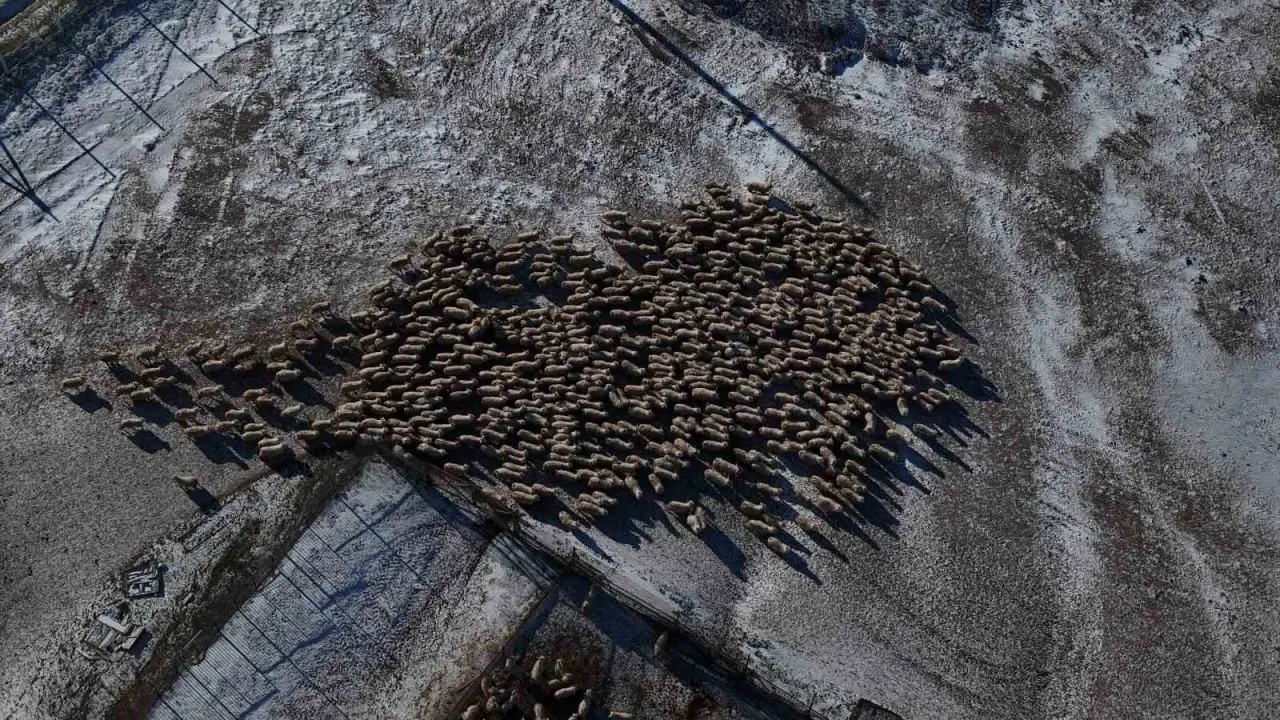 nesli-tukenme-tehlikesi-altinda-olan-bin-200-ankara-kecisine-gozleri-gibi-bakiyorlar