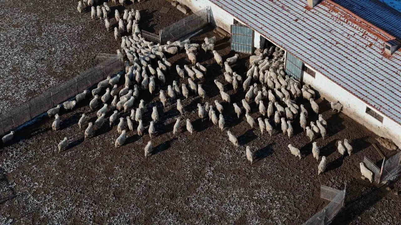 nesli-tukenme-tehlikesi-altinda-olan-bin-200-ankara-kecisine-gozleri-gibi-bakiyorlar