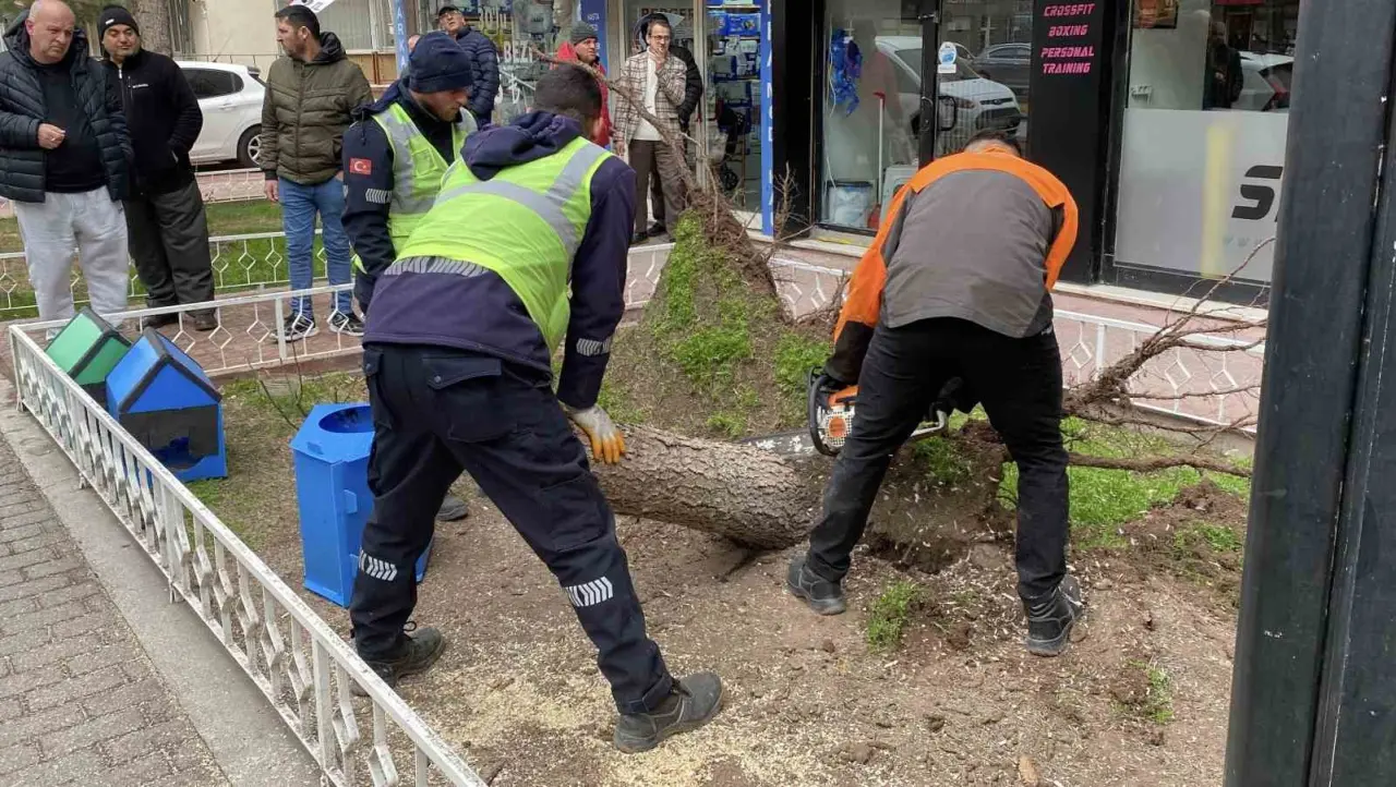 eskisehirde-firtina-sebebiyle-agaclar-devrildi