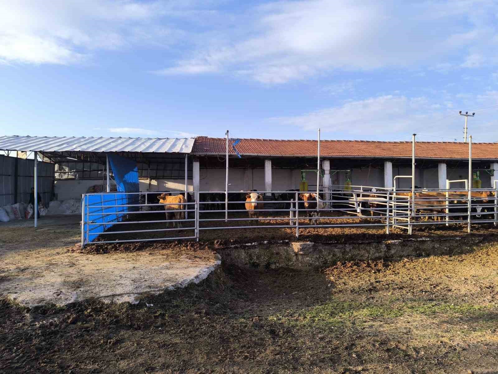 kutahyada-hayvancilik-isletmelerine-yonelik-kapasite-tespiti-suruyor