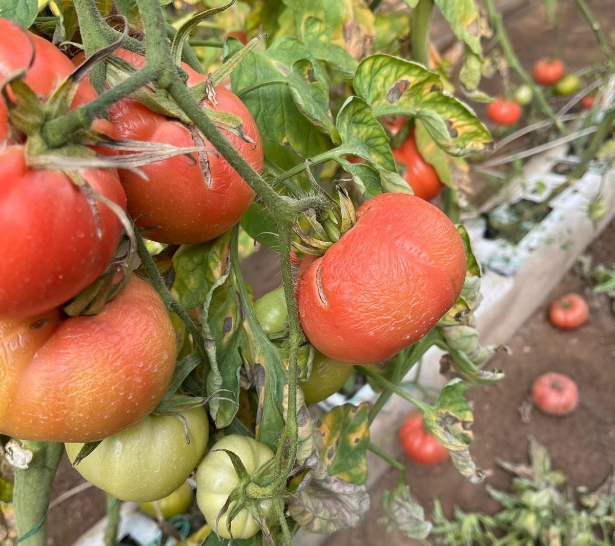 simavdaki-seralarda-zirai-don-zarar-tespit-calismasi-yapildi