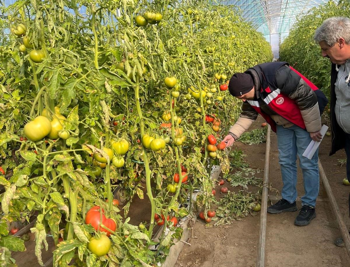 simavdaki-seralarda-zirai-don-zarar-tespit-calismasi-yapildi