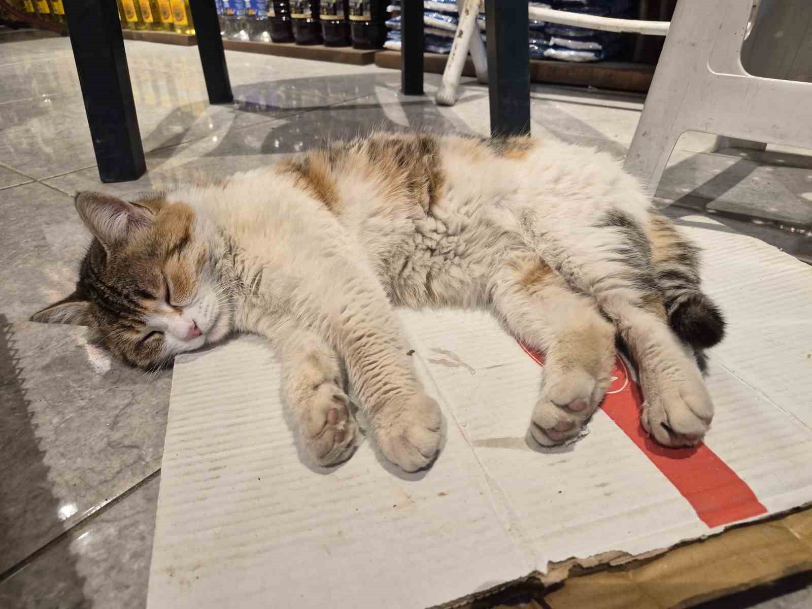 soguktan-usuyen-kedi-elektrikli-isiticinin-karsisinda-dinlendi