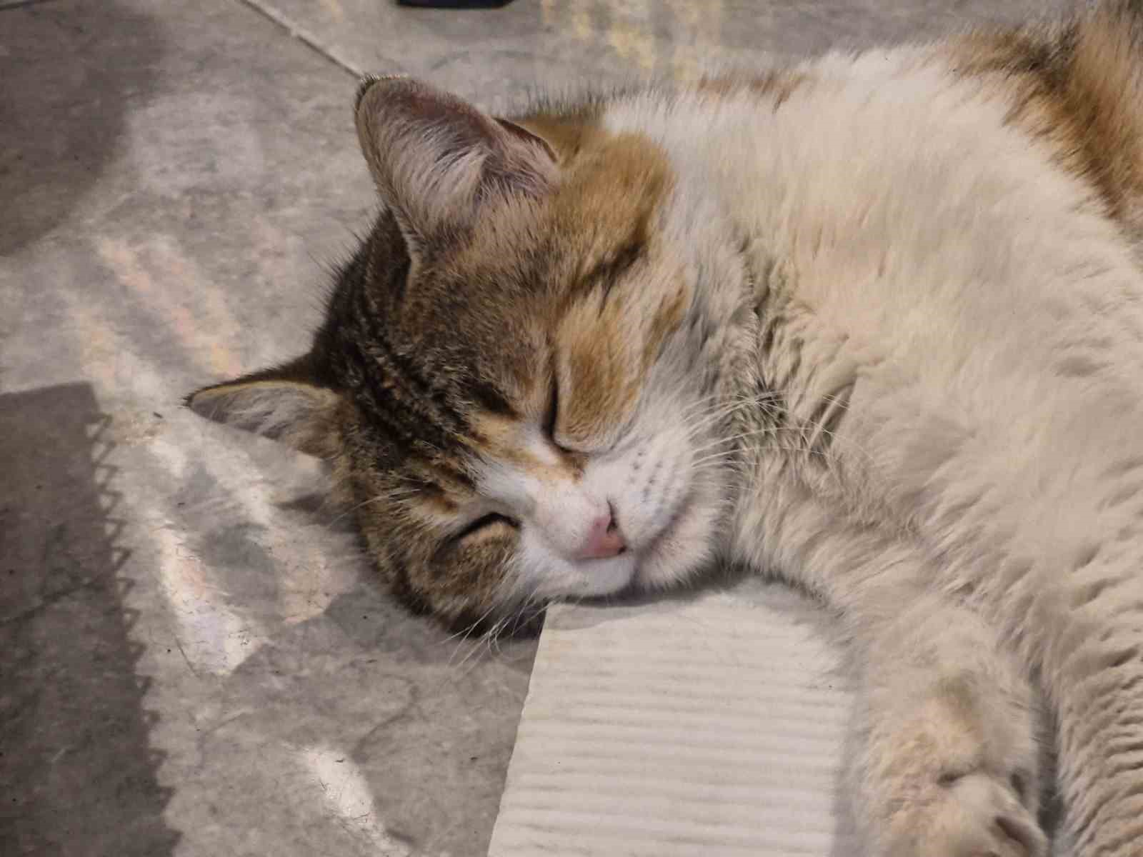 soguktan-usuyen-kedi-elektrikli-isiticinin-karsisinda-dinlendi