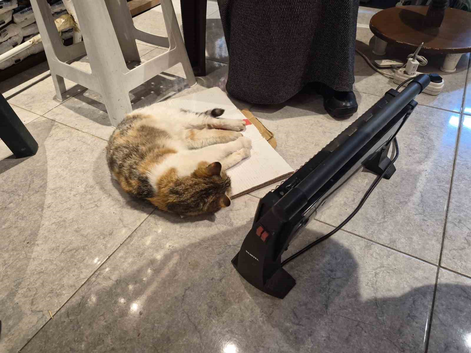 soguktan-usuyen-kedi-elektrikli-isiticinin-karsisinda-dinlendi