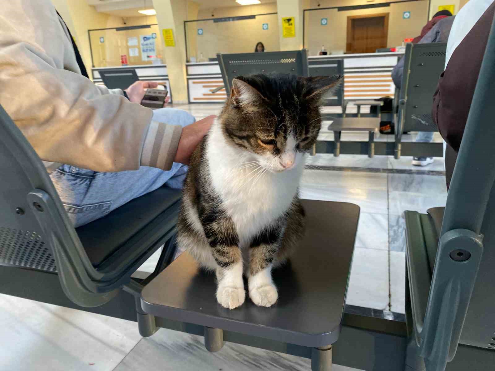 soguktan-usuyen-sokak-kedileri-tren-garina-isindi