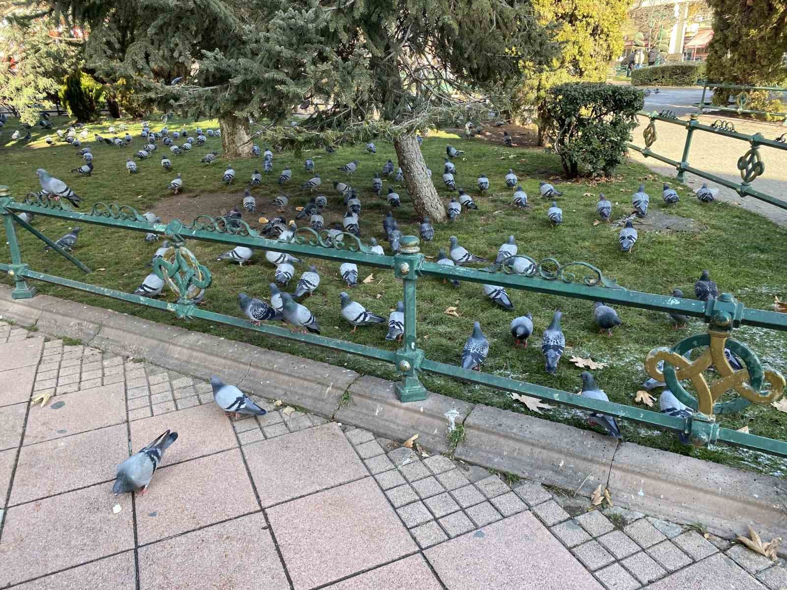 tam-5-hastalikla-ve-74-yasinda-9-saat-kus-yemi-satip-cezaevindeki-yakinlarini-gecindiriyor