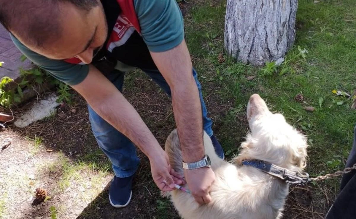 Kuduz hastalığına karşı Eskişehir’de 11 bin kedi ve köpek aşılandı 