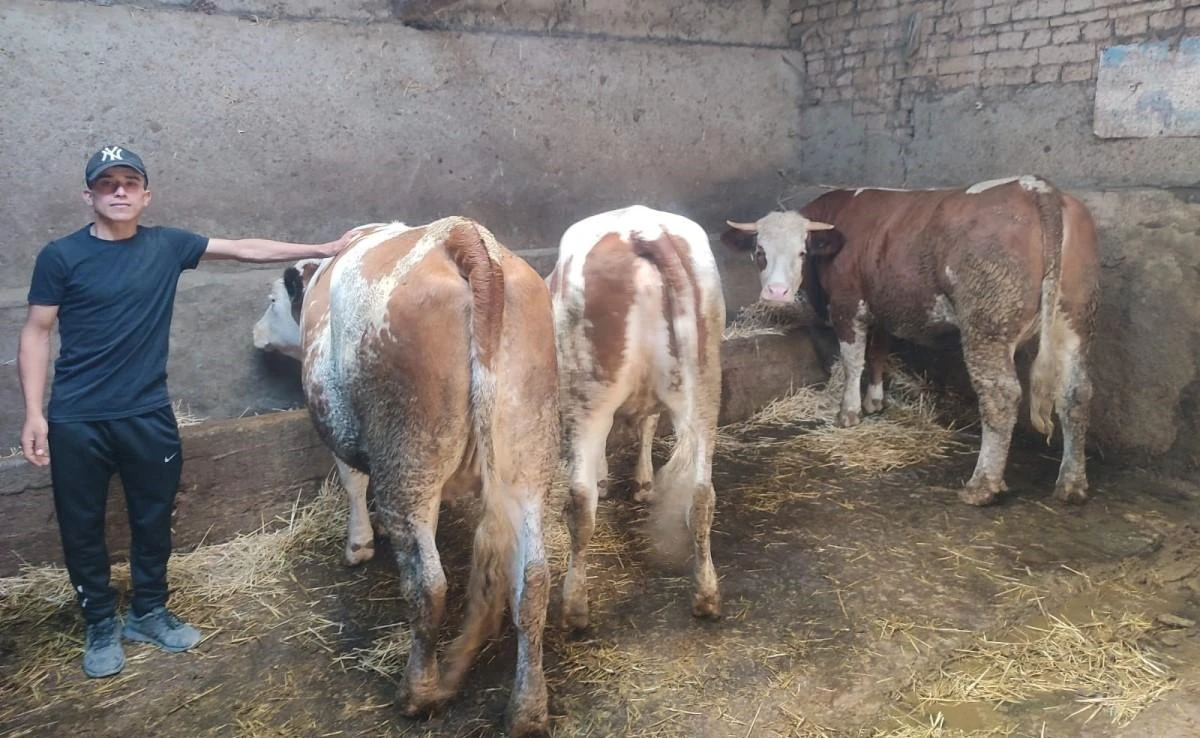 Uzman Eller Projesi çiftçisine hayvanları teslim edildi