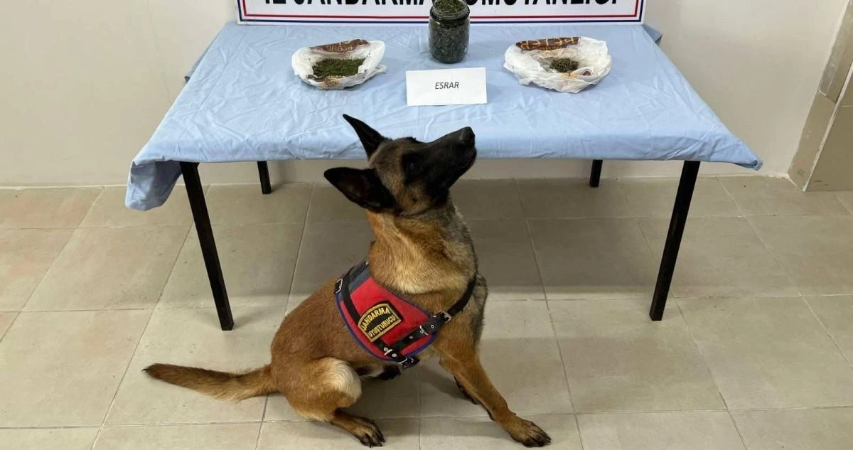 Ektiği keneviri esrar haline getirip satan şahıs yakalandı 