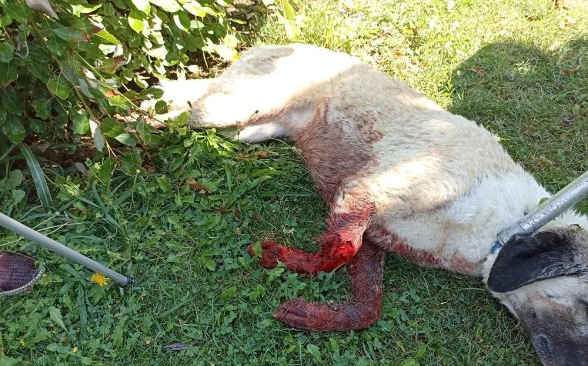 Tüfekle vurulduğu iddia edilen köpek kanlar içinde bulundu 