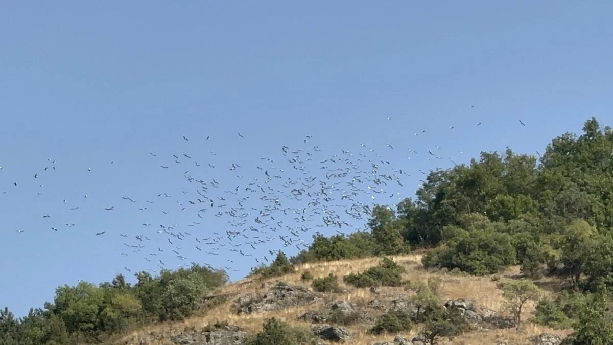 Göç eden leyleklerin eşsiz dansı görenleri heyecanlandırdı