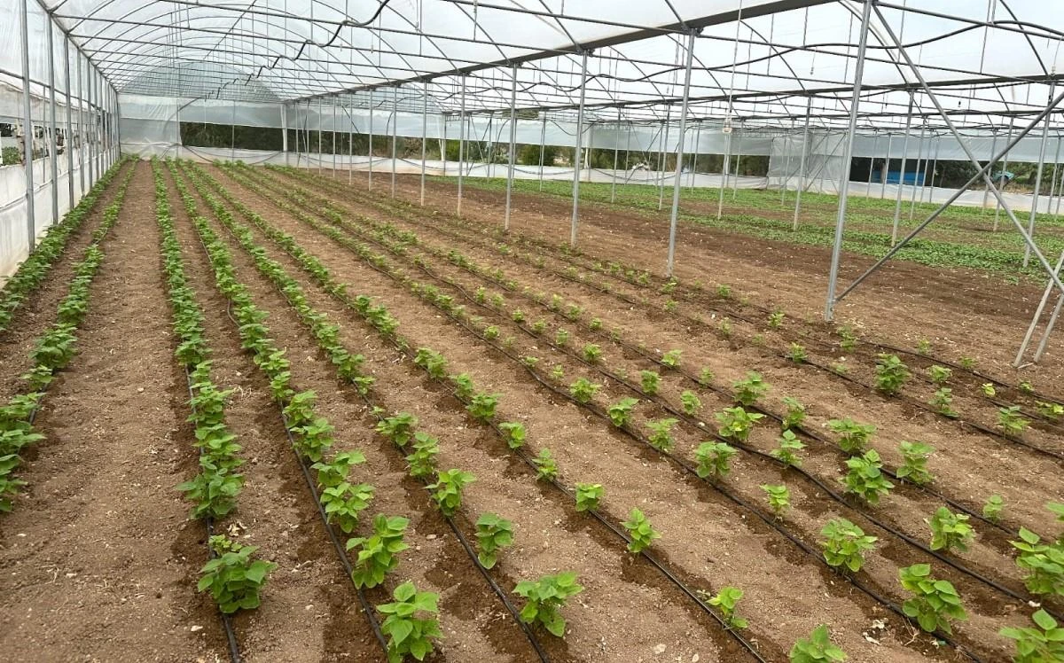 Sıcaklık rekoru kırılan Sarıcakaya adeta yanıyor