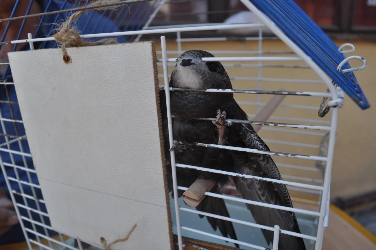 Yaralı ebabil kuşuna çevre esnafı yardım etti 