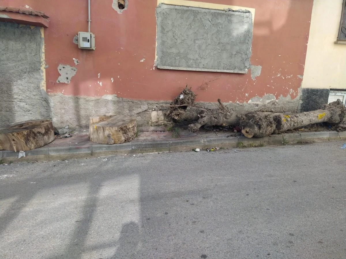 Bu kütüklerin kaldırımda ne işi var