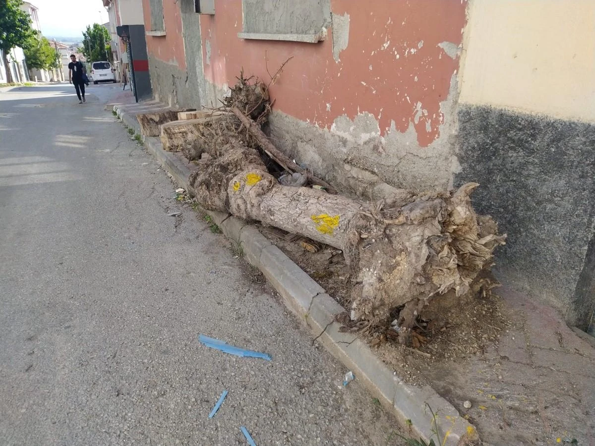 Bu kütüklerin kaldırımda ne işi var