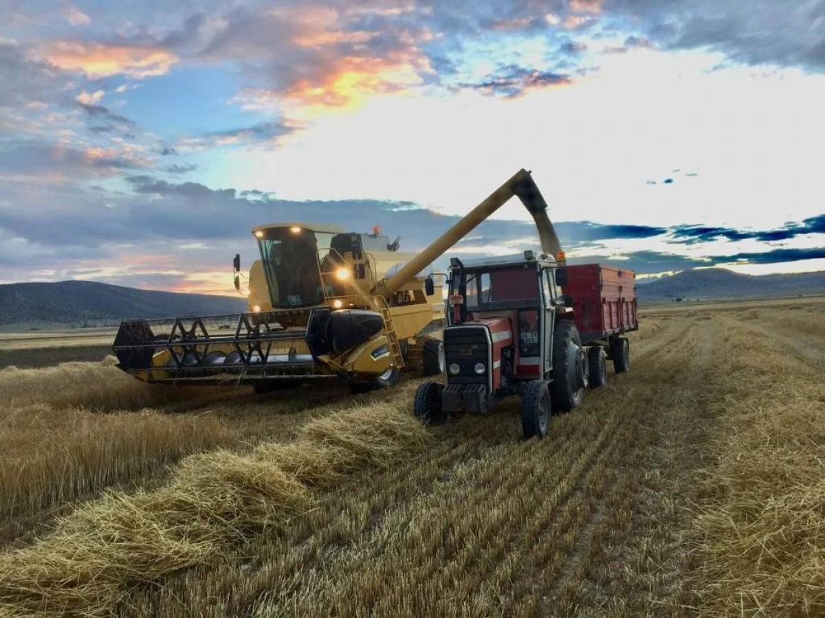 Doluya rağmen dönümden 500 kilogram verim alan çiftçi memnun 