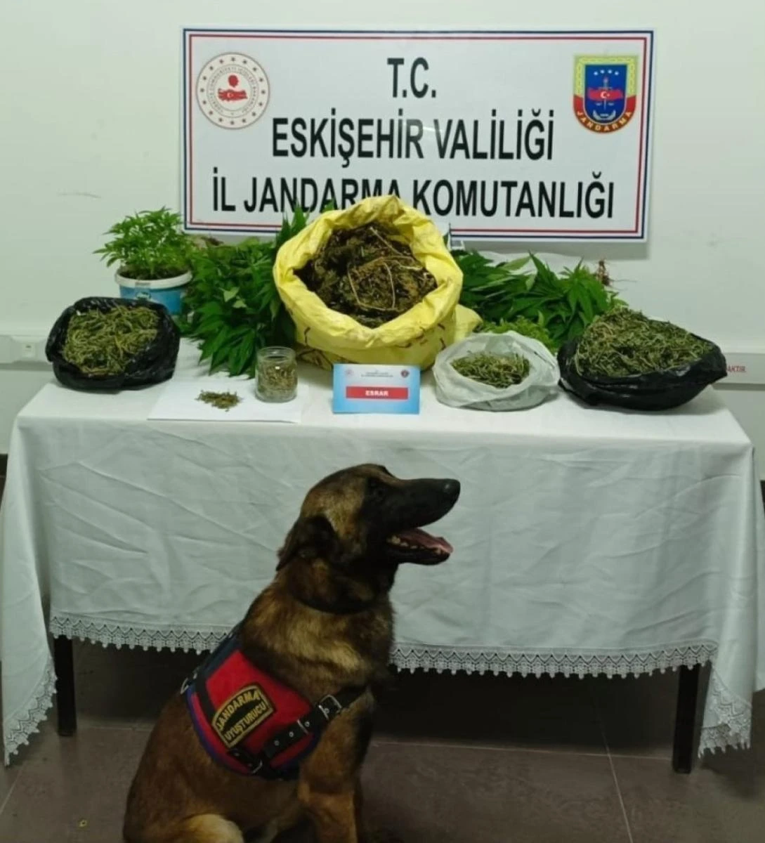 Şüpheli şahsın evinde 223 kök kenevir ve 1 kilo 895 gram kubar esrar ele geçirildi