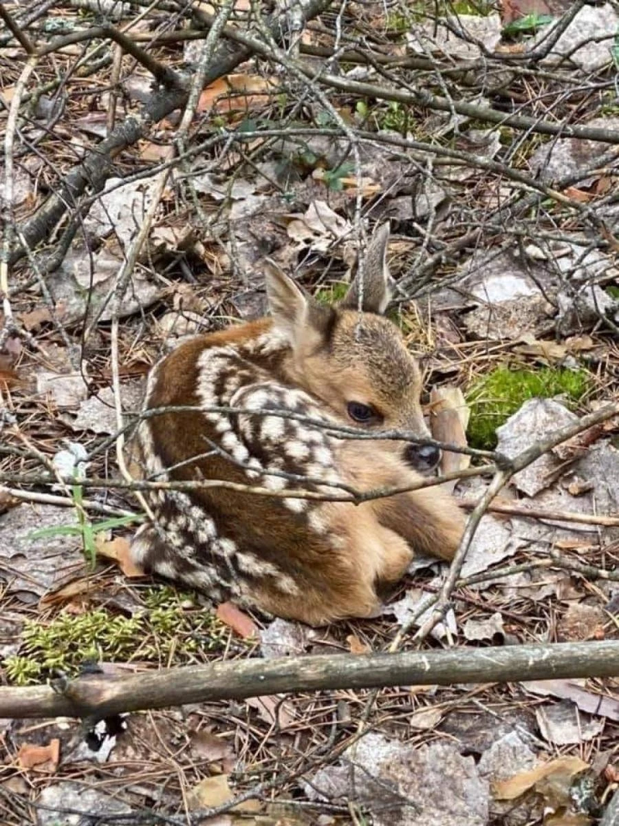 Doğa Koruma ve Milli Parklar Eskişehir Şube Müdürlüğü (DKMP) yavrulama döneminde yeni doğmuş Kızıl geyiklere nasıl davranılması gerektiği konusunda uyarılarda bulundu. Doğa Koruma ve Milli Parklar Eskişehir Şube Müdürlüğü kızıl geyiklerin yavrulama dönemi ile ilgili vatandaşlara birtakım hususlarda uyarılarda bulundu. Bu dönemde yavru geyiklerin yaralı olmadıkça kurtarılmaya ihtiyaçlarının olmadığının altını çizen DKMP, anne Kızıl geyiğin yavrusunu doğurduğunu ve otlamaya gittiğini belirtti. Yavruların genellikle çalıların altında birkaç saat onları beklediğini ve daha sonra annelerinin gelip onları beslediğinin altını çizen yetkililer, yavrular aktif olarak hareket edebildiğinde anne geyiğin onu yanında götüreceği bilgisini verdi. Böyle bir yavru ile karşılaşmanın yaban hayatta gayet normal olduğunu da ifade eden Doğa Koruma ve Milli Parklar Eskişehir Şube Müdürlüğü, yavruya dokunulmaması ve eve götürülmemesi yönünde de uyardı. Bilgilendirmede ayrıca, “Yaralı yaban hayvanı bildirimlerini müdahale etmeden 112 numaralı hatta bildirelim” ibareleri yer aldı.