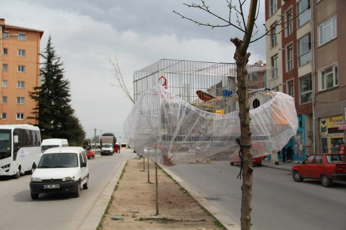 Esnafın evcil kuş hava alsın diye bulduğu çözüm gülümsetti