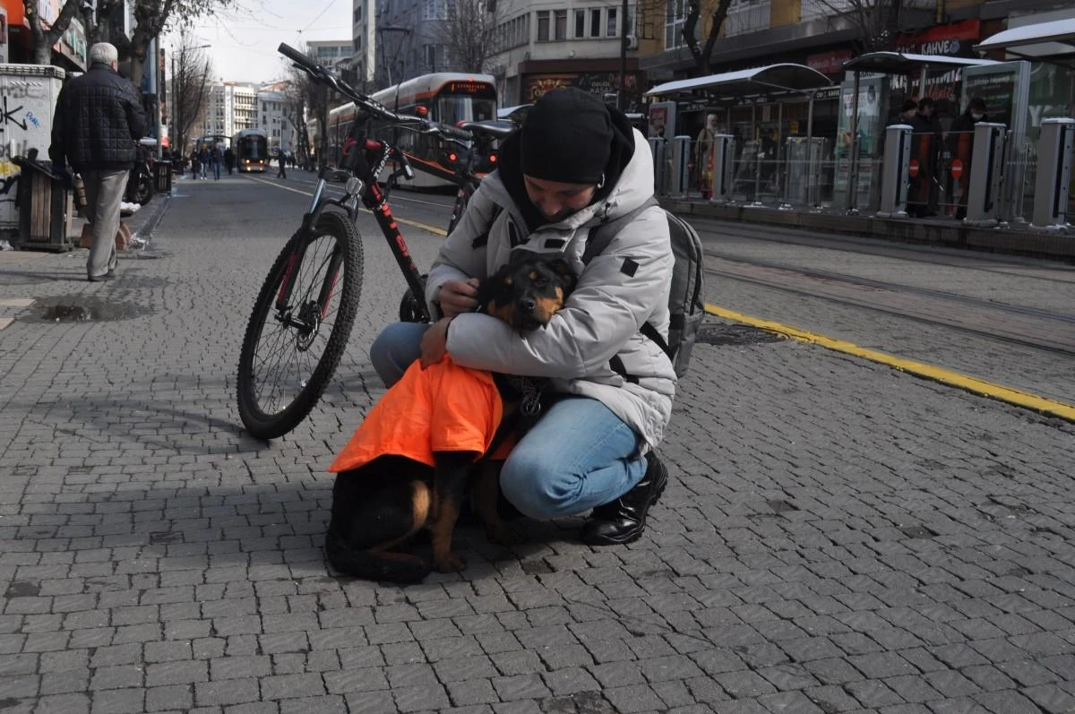 Kayıp köpek